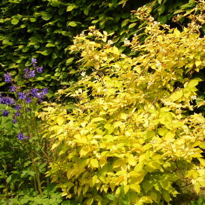 Boerenjasmijn - Philadelphus coronarius 'Aureus'