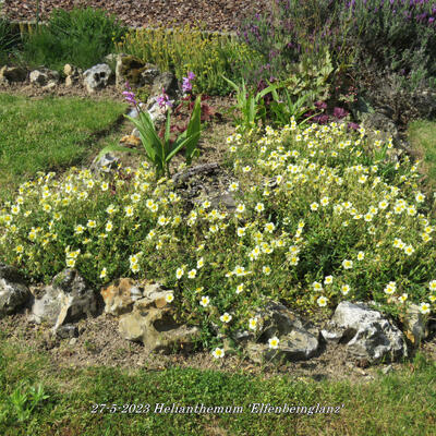 Zonneroosje - Helianthemum 'Elfenbeinglanz'