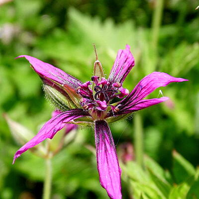 Ooievaarsbek - Geranium x oxonianum 'Catherine Deneuve'