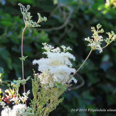 Moerasspirea - Filipendula ulmaria