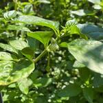 Capsicum chinense - Chinese peper, habanero peper