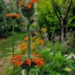 Leonotis nepetifolia - Leeuwenoor, wilde dagga