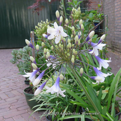 Afrikaanse lelie - Agapanthus 'Fireworks'