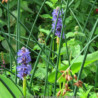 Pontederia cordata