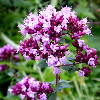 Marjolein - Origanum laevigatum 'Rosenkuppel'