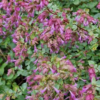 Origanum rotundifolium 'Bellissimo'