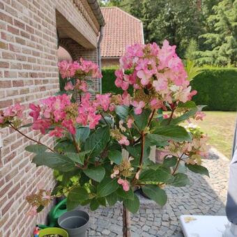 Hydrangea paniculata 'Early Harry'