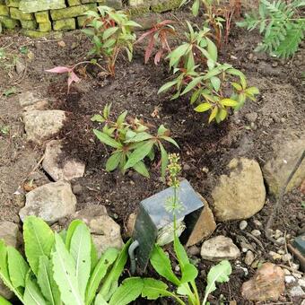 Impatiens omeiana 'Pink nerves'