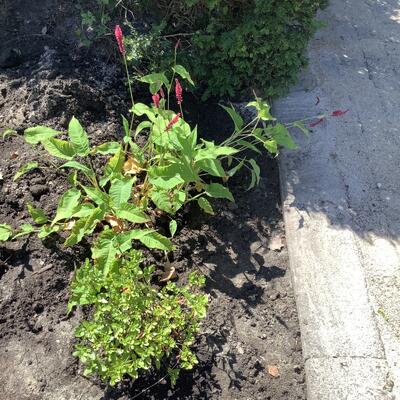 Persicaria amplexicaulis 'Dark Red'