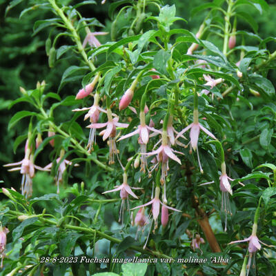 Bellenplant - Fuchsia magellanica var. molinae 'Alba'