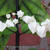 Clerodendrum thomsoniae