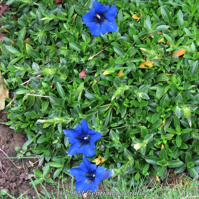 Stengelloze alpengentiaan - Gentiana acaulis