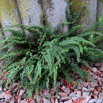 Steenbreekvaren - Asplenium trichomanes