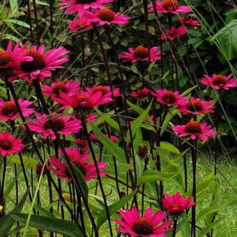 Echinacea purpurea 'JS Stiletto'