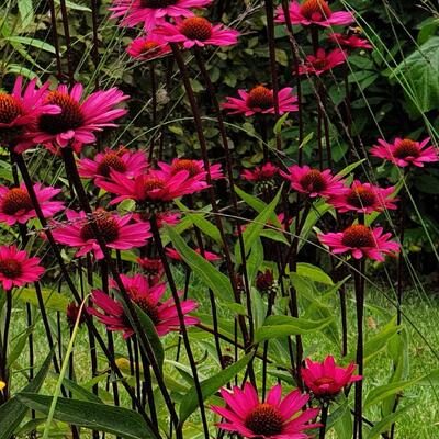 Zonnehoed - Echinacea purpurea 'JS Stiletto'