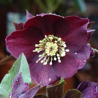 Helleborus 'Star of Love'