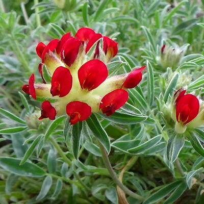 Wondklaver - Anthyllis vulneraria 'Coccinea'