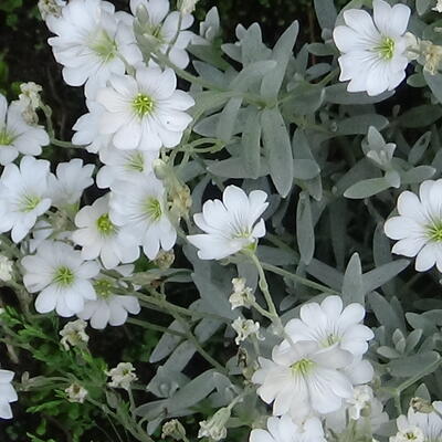 Cerastium tomentosum 'Silberteppich' - Viltige hoornbloem