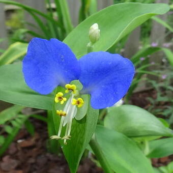 Commelina erecta