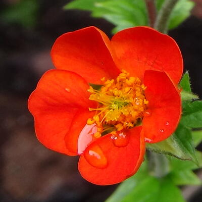 Nagelkruid - Geum coccineum 'Koi'