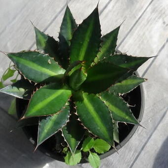 Agave univittata 'Splendida'