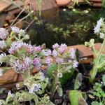 Petasites fragrans - Winterheliotroop