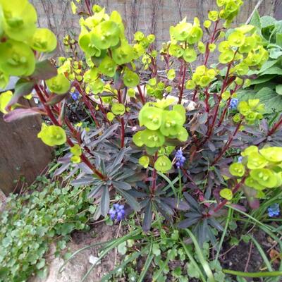 Amandelwolfsmelk - Euphorbia amygdaloides 'Purpurea'