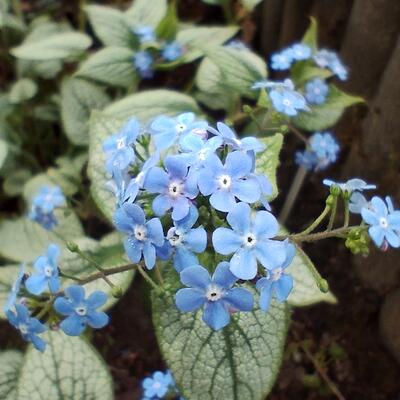 Kaukasisch vergeet-mij-nietje - Brunnera macrophylla 'Silver Heart'