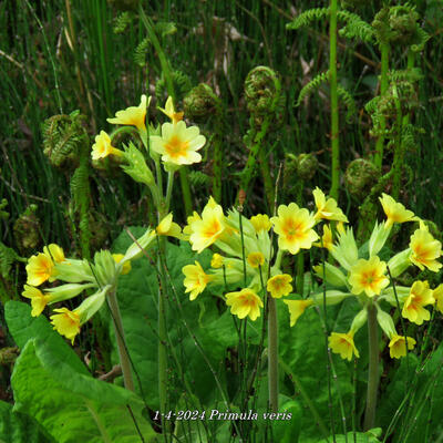 Sleutelbloem, Gulden sleutelbloem - Primula veris