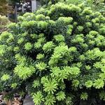 Abies koreana 'Brilliant' - Koreaanse zilverspar