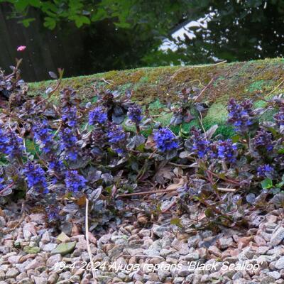 Zennegroen, Zenegroen - Ajuga reptans 'Black Scallop'