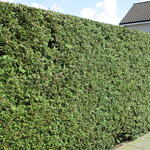 Thuja occidentalis 'Frieslandia' - Levensboom