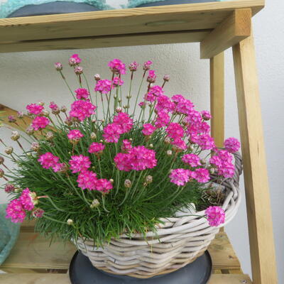 Engels gras - Armeria maritima 'Rosea Compacta'