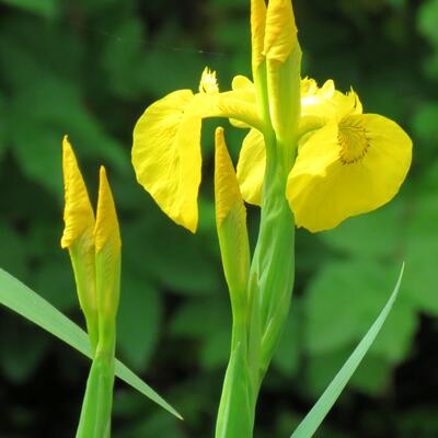 Moerasiris, Gele lis - Iris pseudacorus