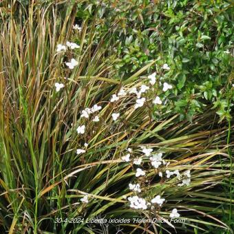 Libertia ixioides 'Helen Dillon Form'