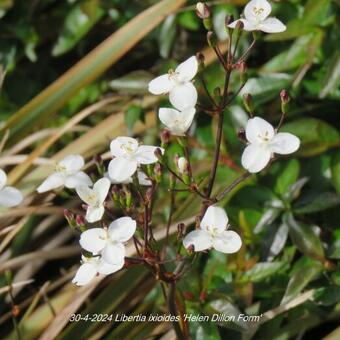 Libertia ixioides 'Helen Dillon Form'