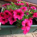 Calibrachoa 'CONGA Rose' - Mini petunia