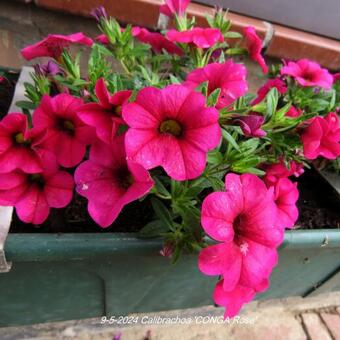 Calibrachoa 'CONGA Rose'