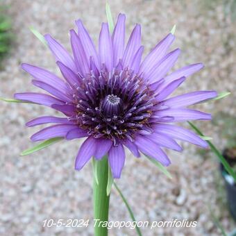 Tragopogon porrifolius