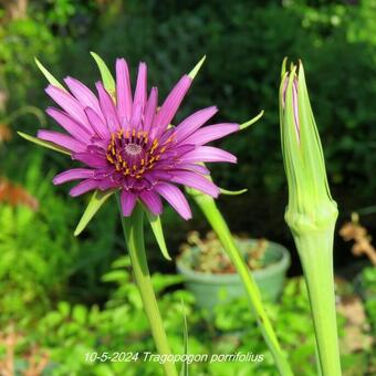 Tragopogon porrifolius