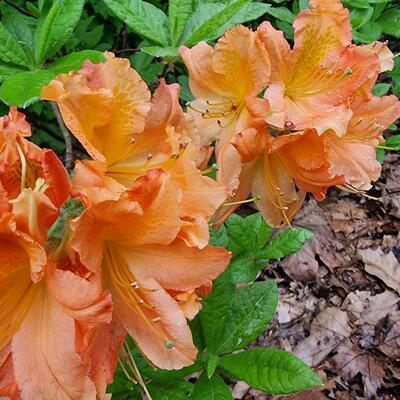 Japanse azalea - Rhododendron molle subsp. japonicum (oranje)