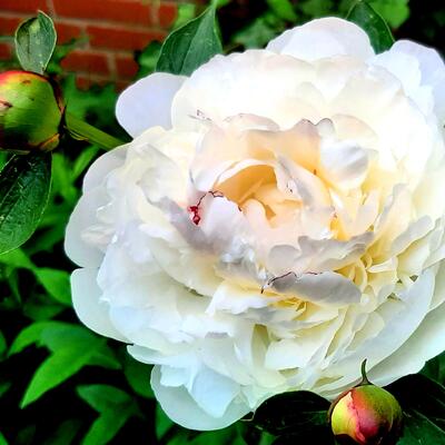 Pioen - Paeonia lactiflora 'Festiva Maxima'