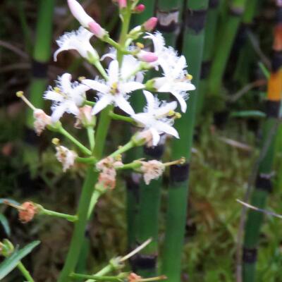 Waterdrieblad,Waterklaver - Menyanthes trifoliata