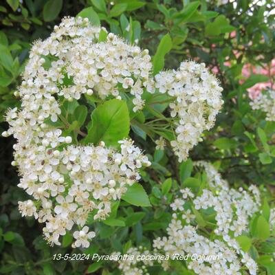 Vuurdoorn - Pyracantha coccinea 'Red Column'