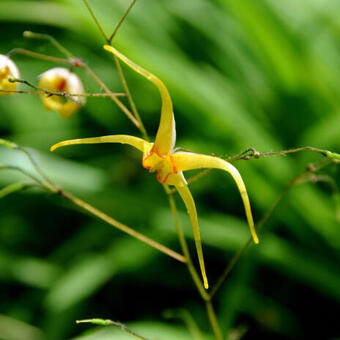 Epimedium 'Amber Queen'