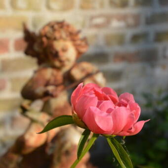 Paeonia 'Coral Sunset'