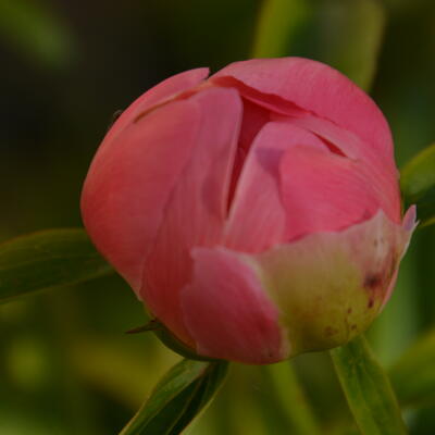 Pioen - Paeonia 'Coral Sunset' 