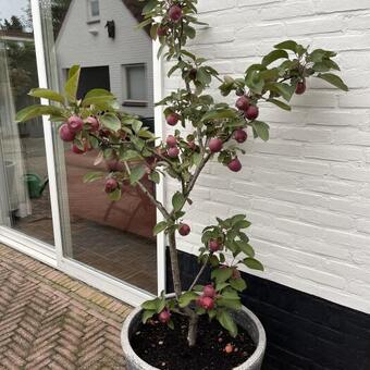 Malus domestica 'Redlane'