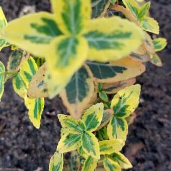 Euonymus fortunei 'Emerald'n Gold'