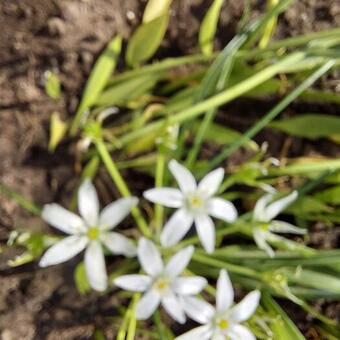 Ornithogalum umbellatum